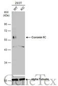 Anti-Coronin 1C antibody [C3], C-term used in Western Blot (WB). GTX106469