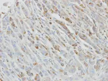 Anti-IL1 Receptor antagonist antibody used in IHC (Paraffin sections) (IHC-P). GTX106490