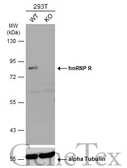 Anti-hnRNP R antibody [N1N2], N-term used in Western Blot (WB). GTX106526
