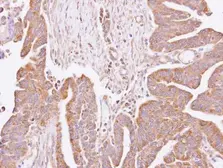 Anti-C4orf19 antibody [N3C3] used in IHC (Paraffin sections) (IHC-P). GTX106538
