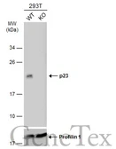 Anti-p23 antibody [N1C3] used in Western Blot (WB). GTX106550