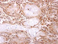 Anti-ITPase antibody [N1C3] used in IHC (Paraffin sections) (IHC-P). GTX106635