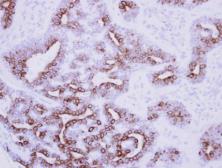 Anti-Nodal antibody used in IHC (Paraffin sections) (IHC-P). GTX106644