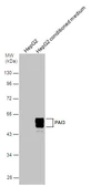 Anti-PAI3 antibody [N3C3] used in Western Blot (WB). GTX106655