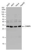 Anti-CHMP5 antibody [N1C3] used in Western Blot (WB). GTX106692