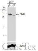Anti-PSME3 antibody used in Western Blot (WB). GTX106722