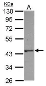 Anti-HAUS4 antibody used in Western Blot (WB). GTX106731