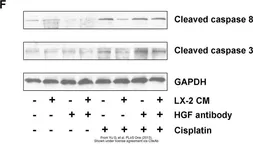 Anti-HGF antibody [24612.111] used in Depletion (Depletion). GTX10678