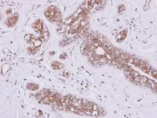 Anti-FSD2 antibody [N1N2], N-term used in IHC (Paraffin sections) (IHC-P). GTX106809