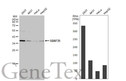 Anti-U2AF35 antibody used in Western Blot (WB). GTX106854