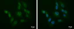 Anti-SLU7 antibody used in Immunocytochemistry/ Immunofluorescence (ICC/IF). GTX106861