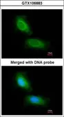 Anti-CCDC68 antibody [N2C3] used in Immunocytochemistry/ Immunofluorescence (ICC/IF). GTX106883