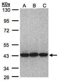 Anti-eIF3H / EIF3S3 antibody [N2C3] used in Western Blot (WB). GTX106886