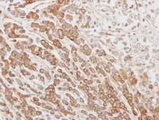 Anti-NYD-SP26 antibody [N3C3] used in IHC (Paraffin sections) (IHC-P). GTX106895