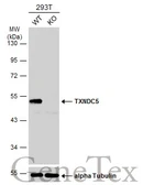Anti-TXNDC5 antibody used in Western Blot (WB). GTX106914