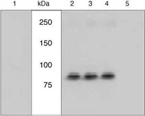 Anti-p90 RSK1 (phospho Ser221) antibody used in Western Blot (WB). GTX10695
