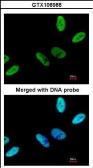 Anti-C9orf78 antibody [N1C2] used in Immunocytochemistry/ Immunofluorescence (ICC/IF). GTX106966