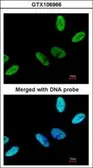 Anti-C9orf78 antibody [N1C2] used in Immunocytochemistry/ Immunofluorescence (ICC/IF). GTX106966