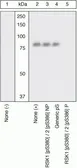 Anti-p90 RSK1 (phospho Ser380) antibody used in Western Blot (WB). GTX10697