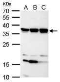 Anti-C11orf54 antibody used in Western Blot (WB). GTX107093