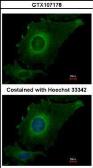 Anti-FBXO4 antibody used in Immunocytochemistry/ Immunofluorescence (ICC/IF). GTX107178