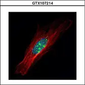 Anti-ZFP64 antibody used in Immunocytochemistry/ Immunofluorescence (ICC/IF). GTX107214