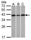 Anti-VTA1 antibody used in Western Blot (WB). GTX107286