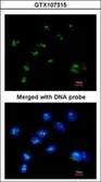 Anti-RASSF2 antibody [N1C3] used in Immunocytochemistry/ Immunofluorescence (ICC/IF). GTX107315