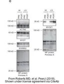 Anti-Myozenin 1 antibody [N1C3] used in Western Blot (WB). GTX107334