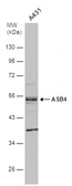 Anti-ASB4 antibody [N1C3] used in Western Blot (WB). GTX107345