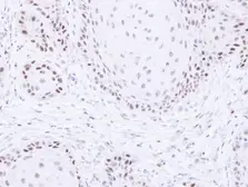 Anti-PAF1 antibody used in IHC (Paraffin sections) (IHC-P). GTX107346
