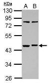 Anti-RBMS1 antibody [N1C2] used in Western Blot (WB). GTX107358