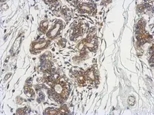 Anti-DCUN1D4 antibody used in IHC (Paraffin sections) (IHC-P). GTX107380