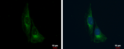 Anti-TrkC antibody used in Immunocytochemistry/ Immunofluorescence (ICC/IF). GTX107385