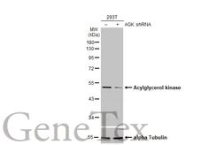 Anti-Acylglycerol kinase antibody used in Western Blot (WB). GTX107413