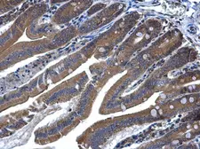 Anti-MEK6 antibody [N1C3] used in IHC (Paraffin sections) (IHC-P). GTX107445