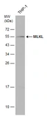 Anti-MLKL antibody used in Western Blot (WB). GTX107538