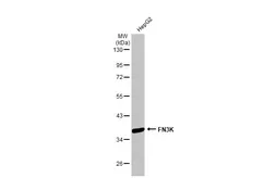 Anti-FN3K antibody [N1C3-2] used in Western Blot (WB). GTX107579