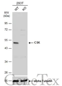 Anti-CSK antibody used in Western Blot (WB). GTX107602