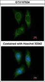 Anti-STK25 antibody [N1C1] used in Immunocytochemistry/ Immunofluorescence (ICC/IF). GTX107634