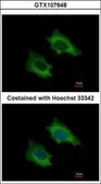 Anti-PRPSAP2 antibody [N1C3] used in Immunocytochemistry/ Immunofluorescence (ICC/IF). GTX107648
