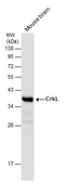 Anti-CrkL antibody used in Western Blot (WB). GTX107677