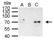 Anti-NFkB p65 antibody used in Immunoprecipitation (IP). GTX107678