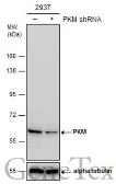 Anti-PKM antibody used in Western Blot (WB). GTX107681