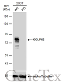 Anti-GOLPH2 antibody [C3], C-term used in Western Blot (WB). GTX107702