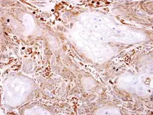 Anti-VPS11 antibody used in IHC (Paraffin sections) (IHC-P). GTX107706