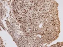 Anti-GOLGA6B antibody [C2], C-term used in IHC (Paraffin sections) (IHC-P). GTX107707