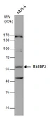Anti-HS1BP3 antibody [C2C3], C-term used in Western Blot (WB). GTX107715