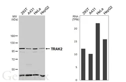 Anti-TRAK2 antibody [C3], C-term used in Western Blot (WB). GTX107718