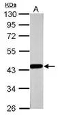 Anti-FOXP3 antibody [C3], C-term used in Western Blot (WB). GTX107737